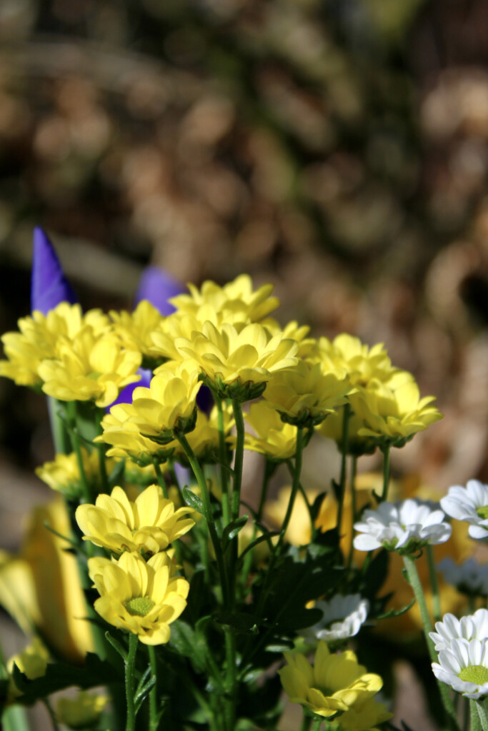 Yellow chrysanths