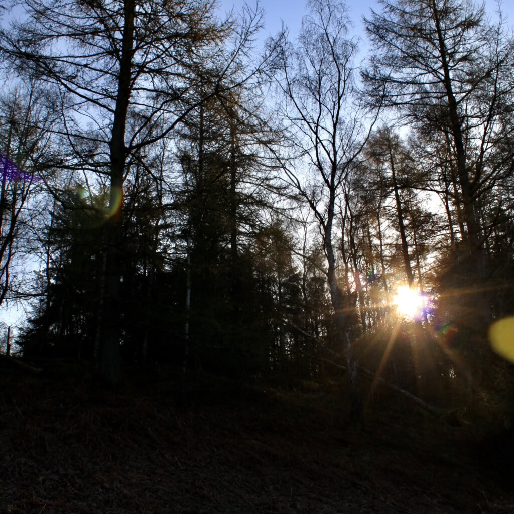 Sunlight bursting through the trees