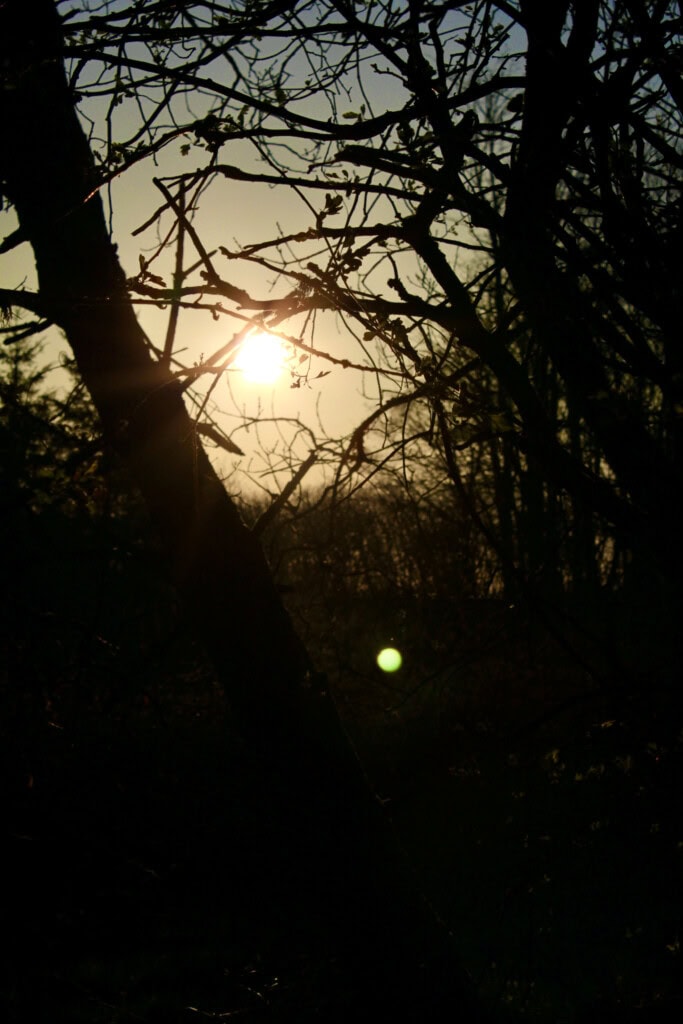 Through the trees