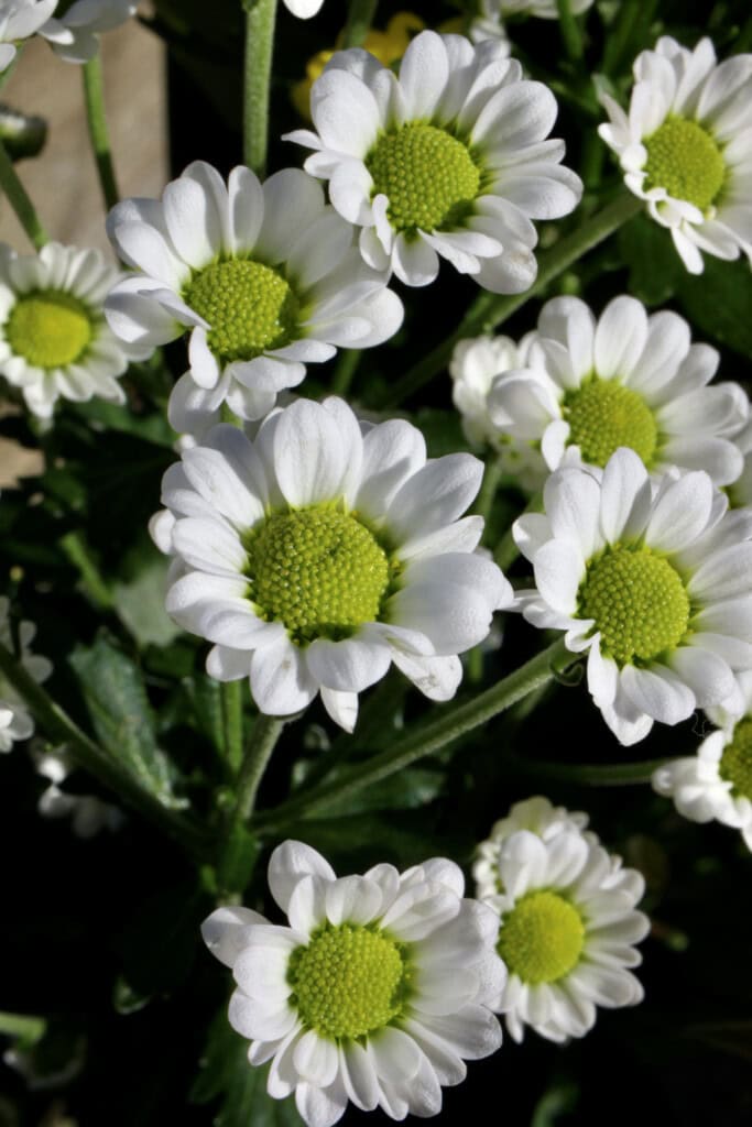 White chrysanths
