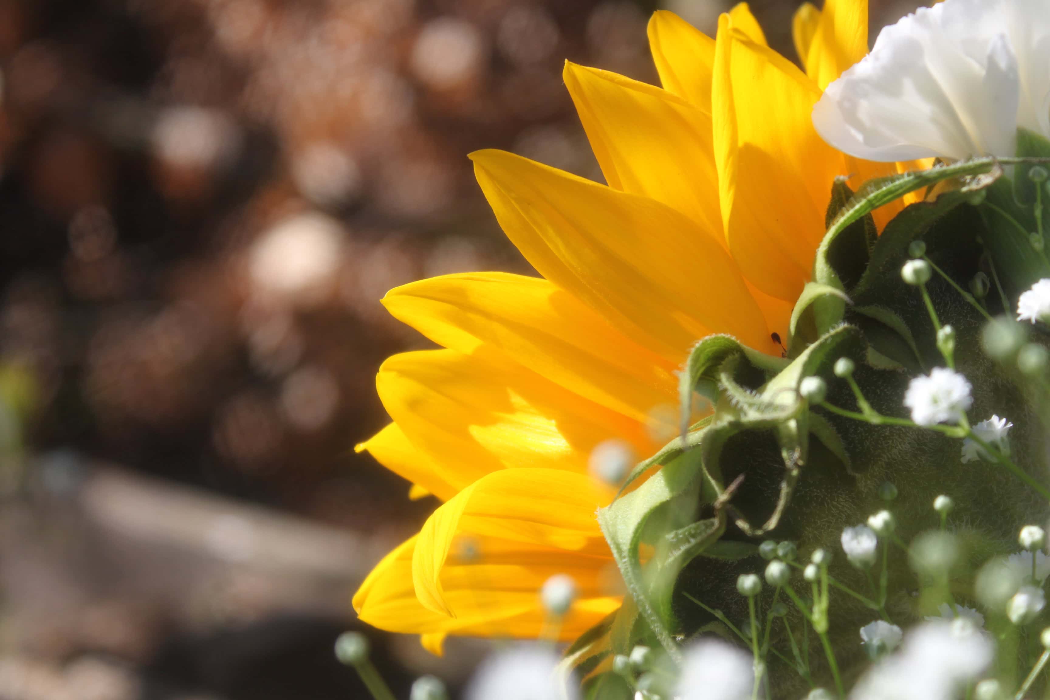 Sunflower — FOTD Apr 28