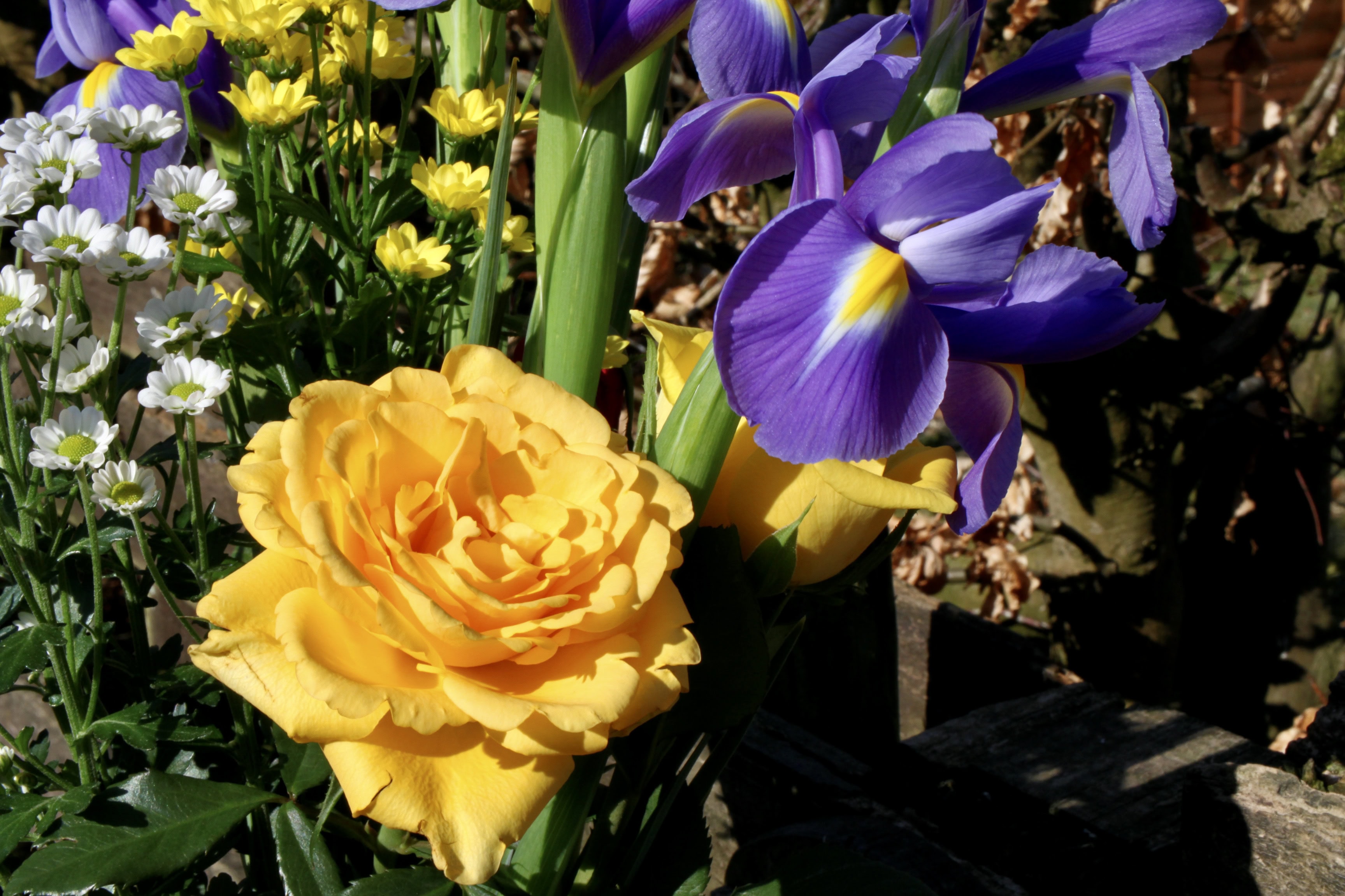 Yellow Rose and Irises — FOTD Apr 26