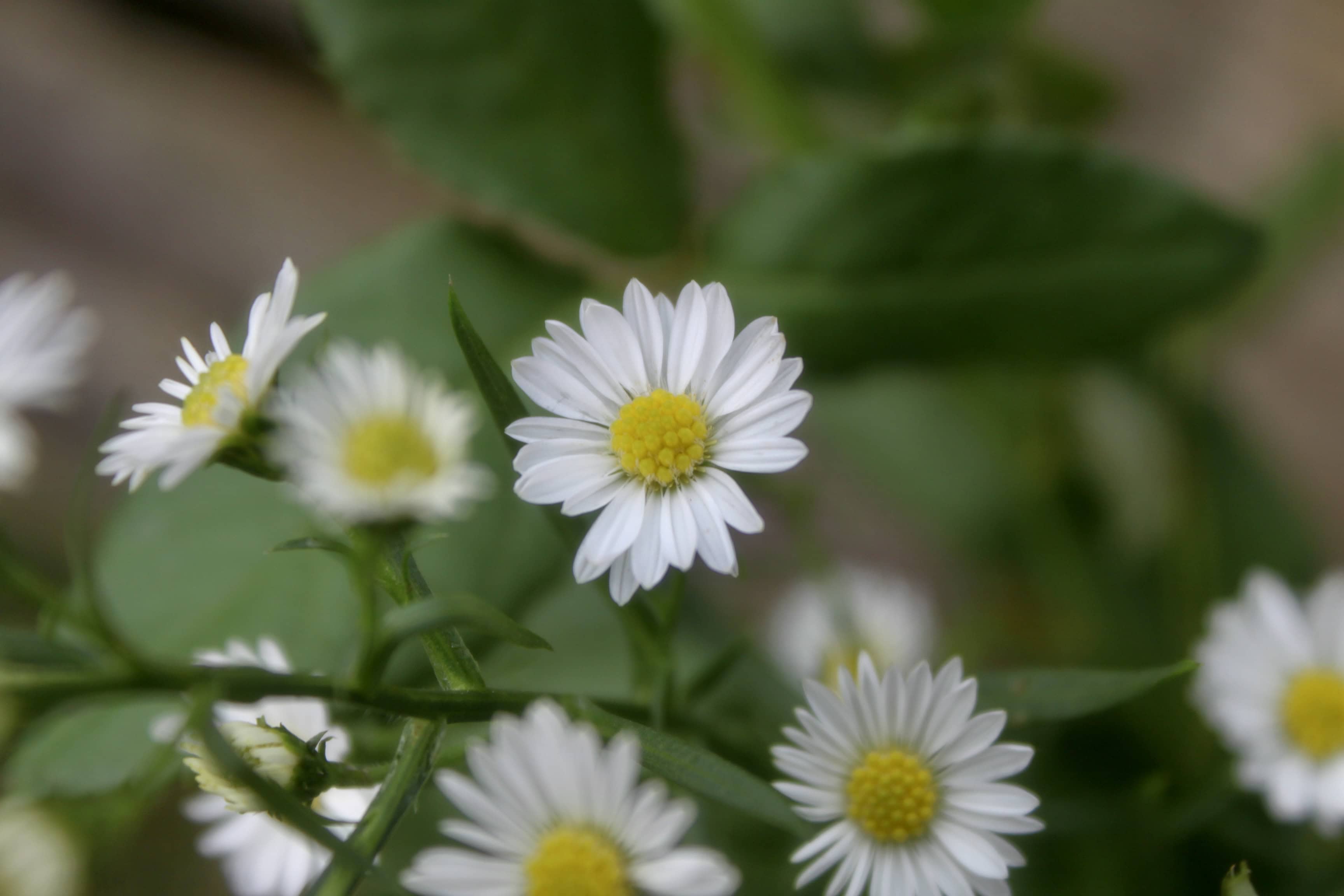 Daisies — FOTD Apr 09