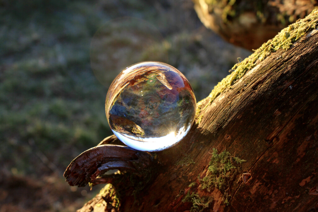 Lensball on fallen branch