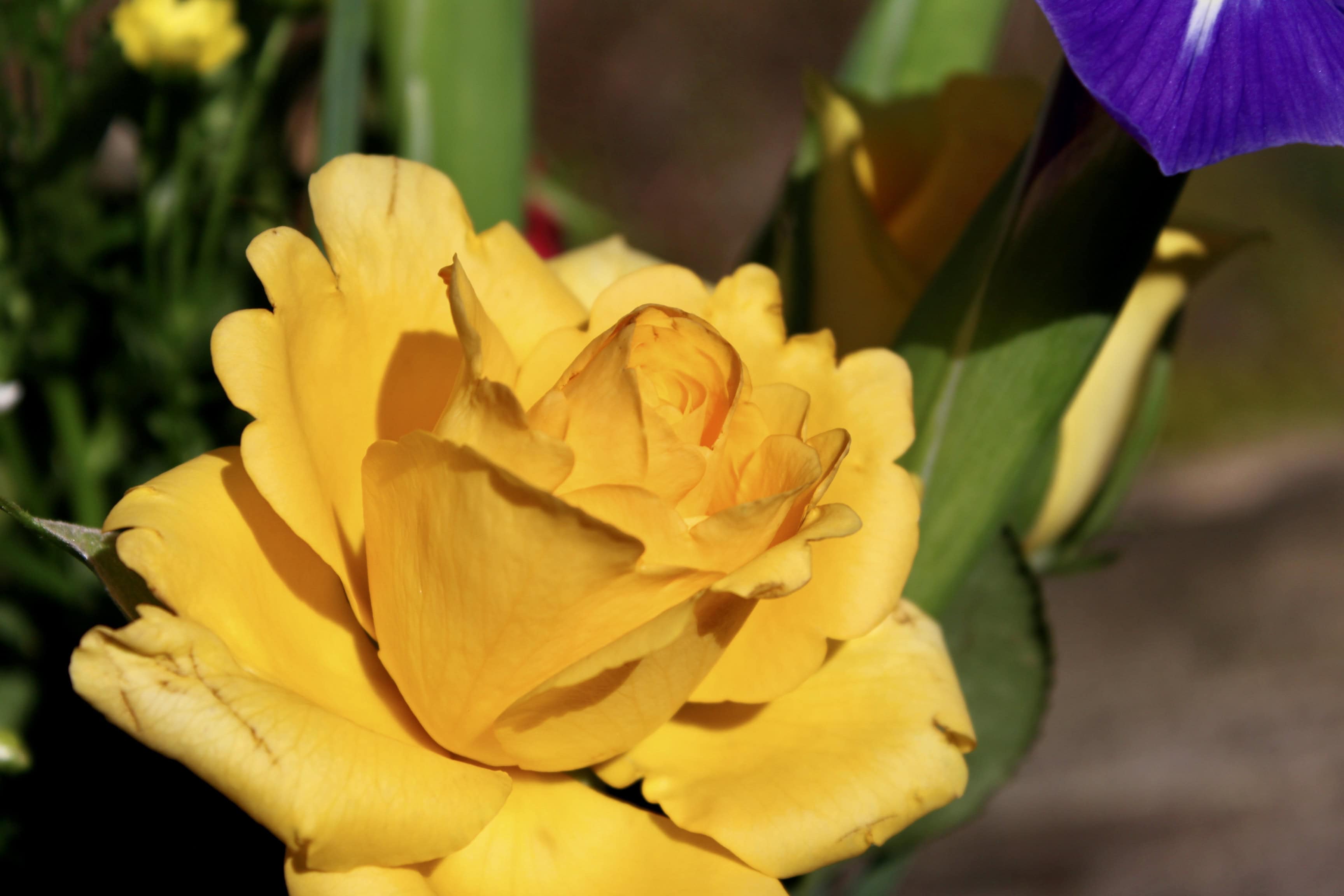 Yellow Rose — FOTD May 01