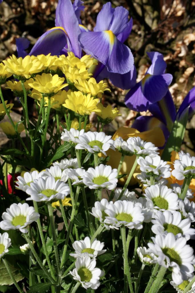 Spring posy