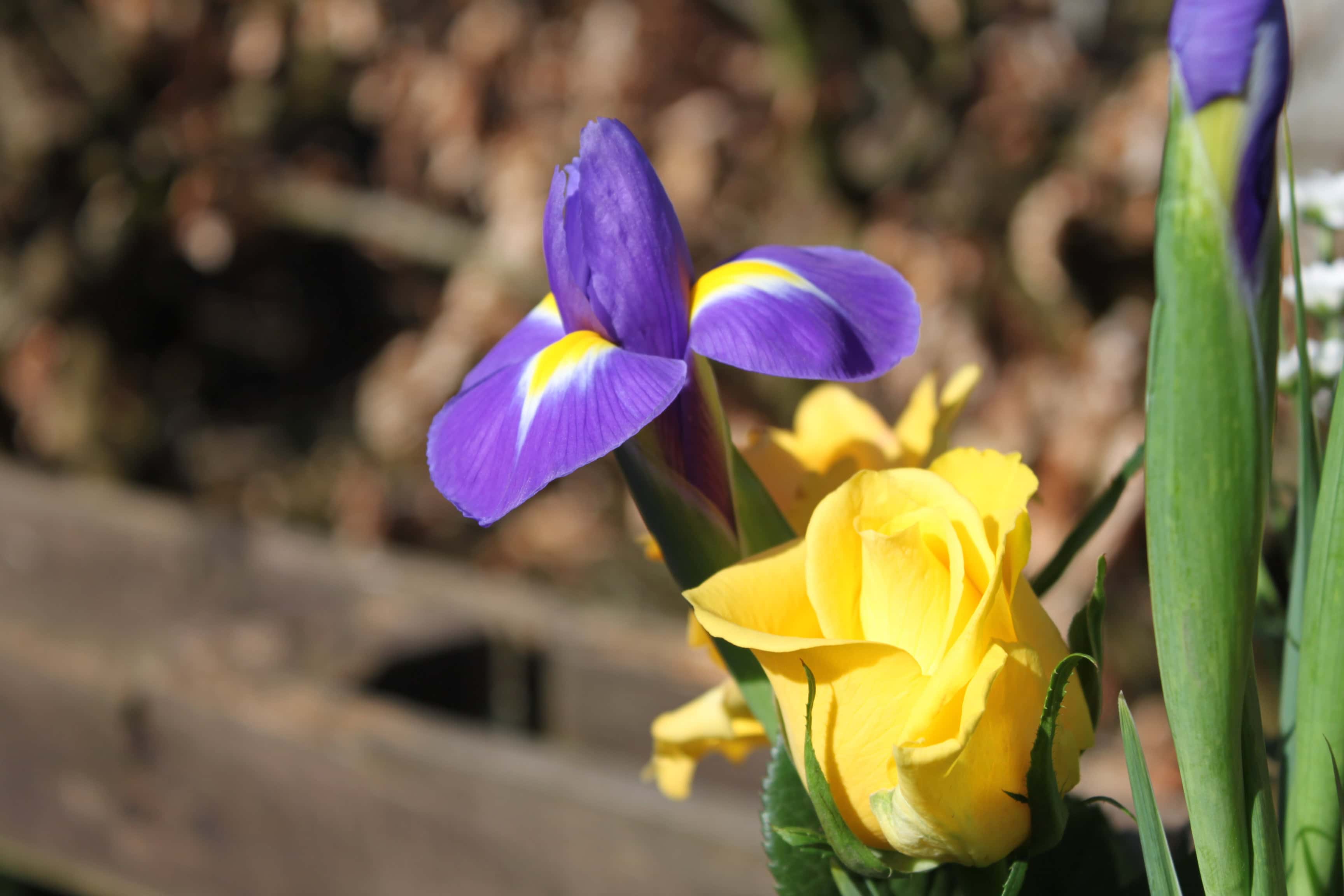 Irises #2 — FOTD Apr 19