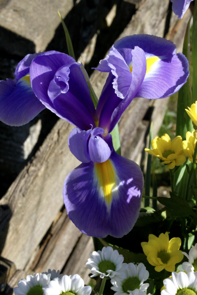 Iris