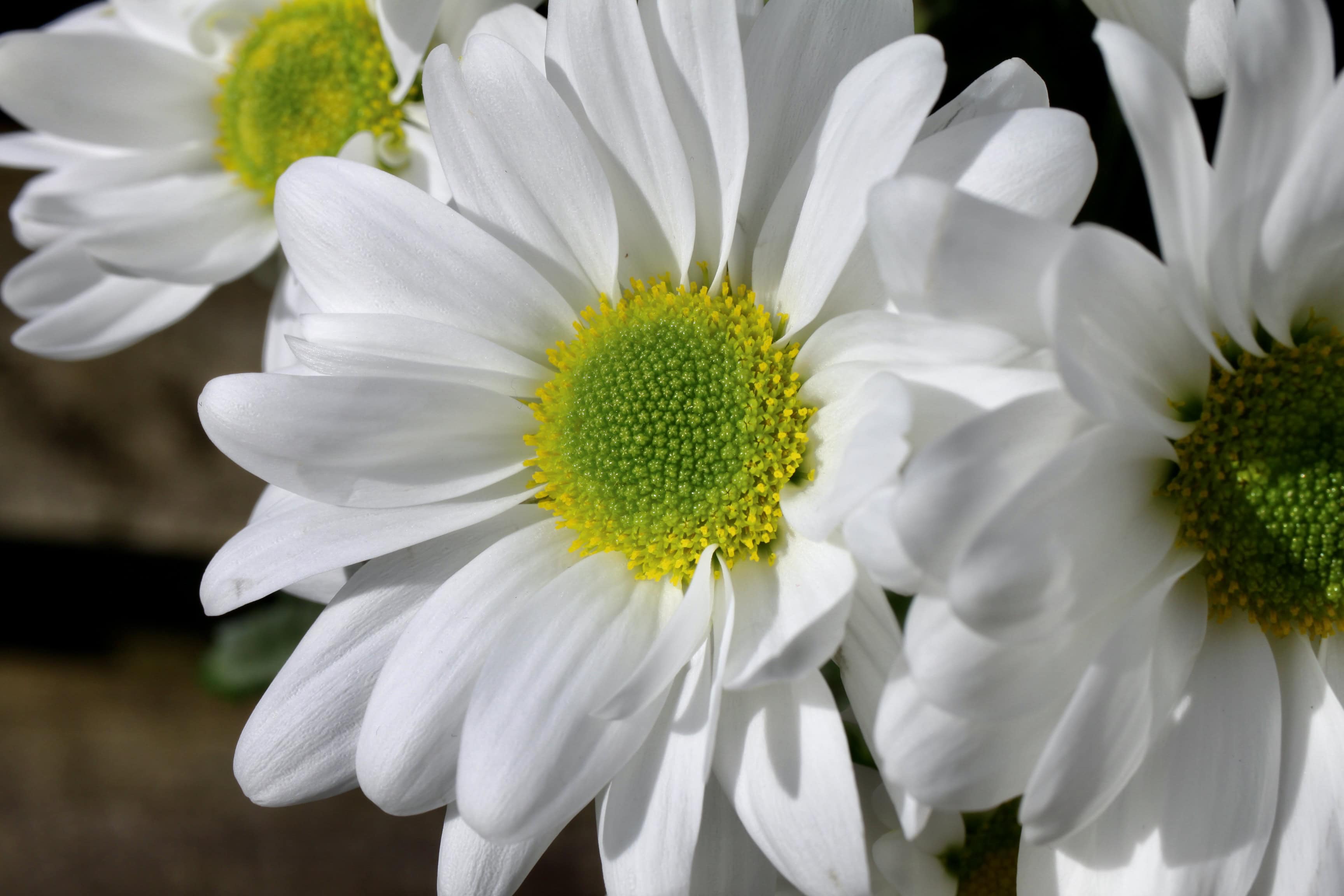 A Bright Flower  — Bright Squares Apr 29
