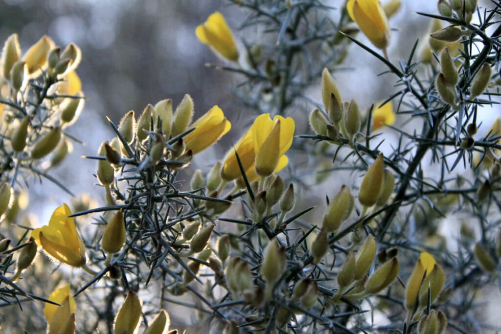 Gorse flowers