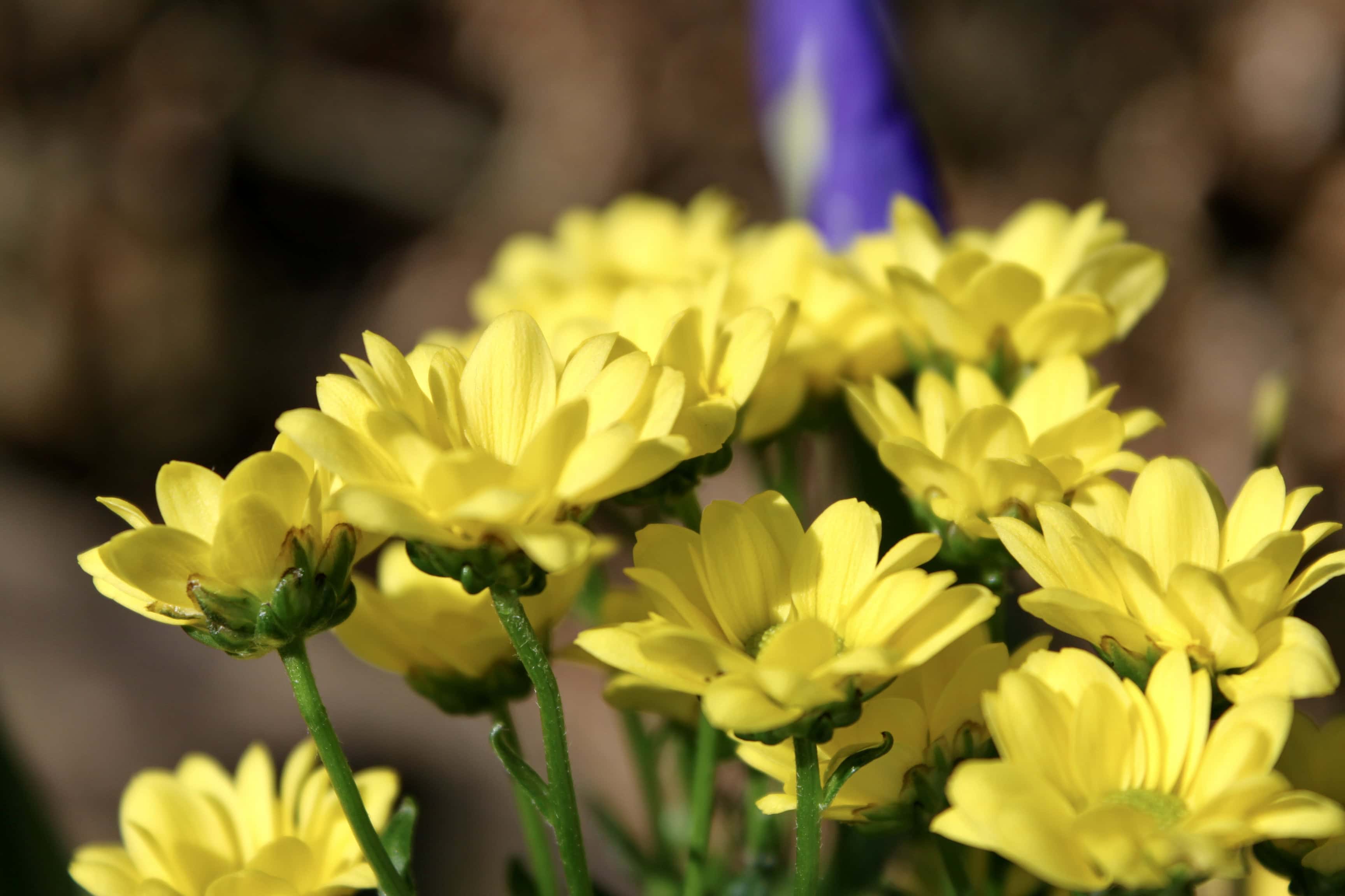 Yellow Chrysanths — FOTD May 05