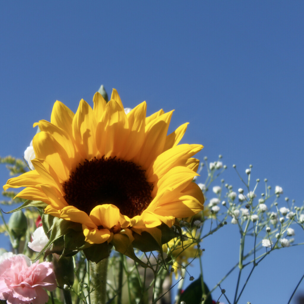 Sunflower