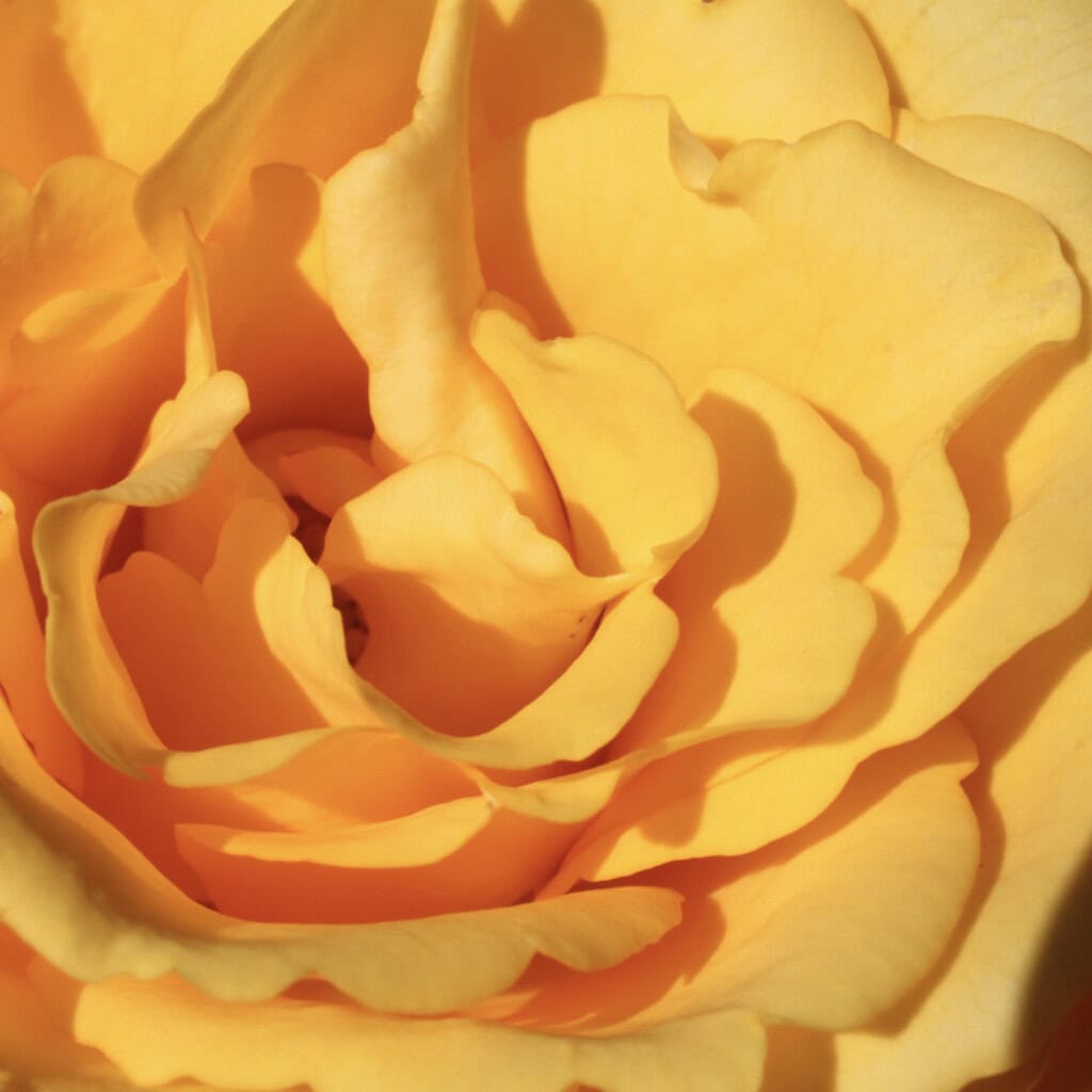 Yellow rose