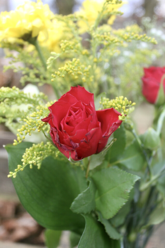 Red rose