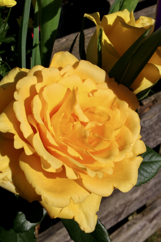 Yellow rose
