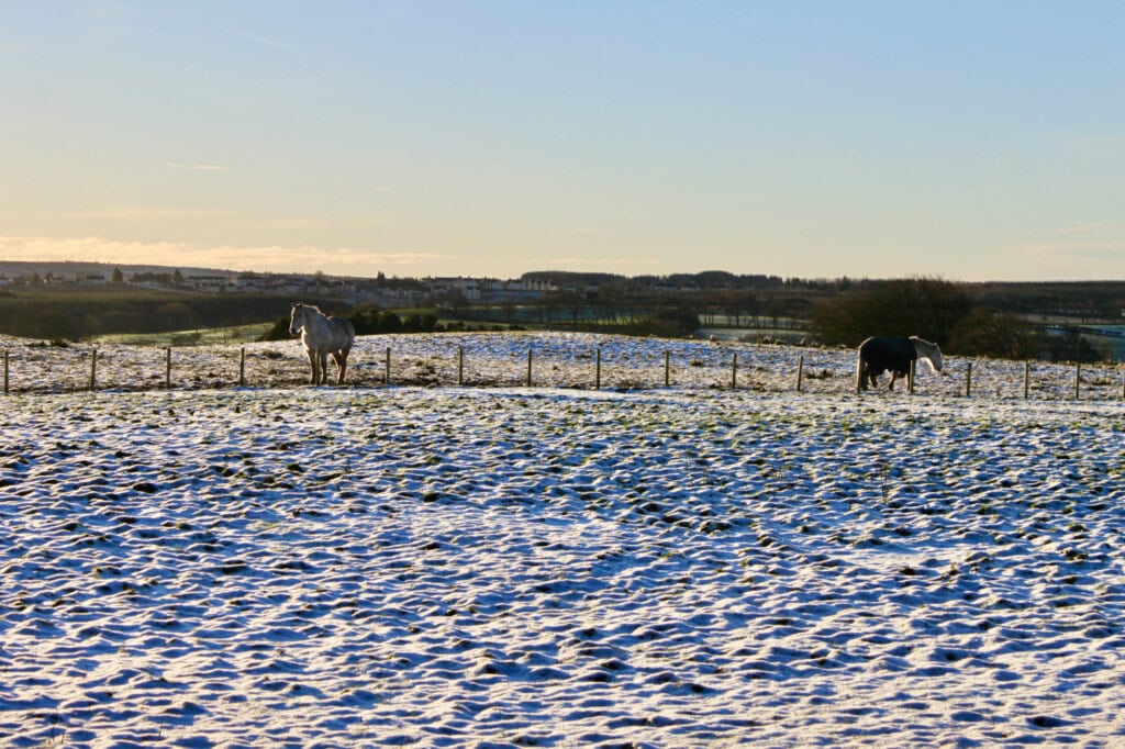 Winter scene