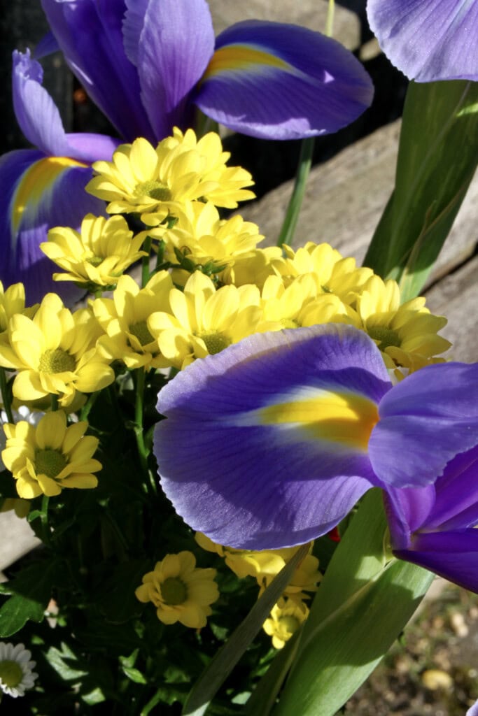 Iris & yellow chrysanths