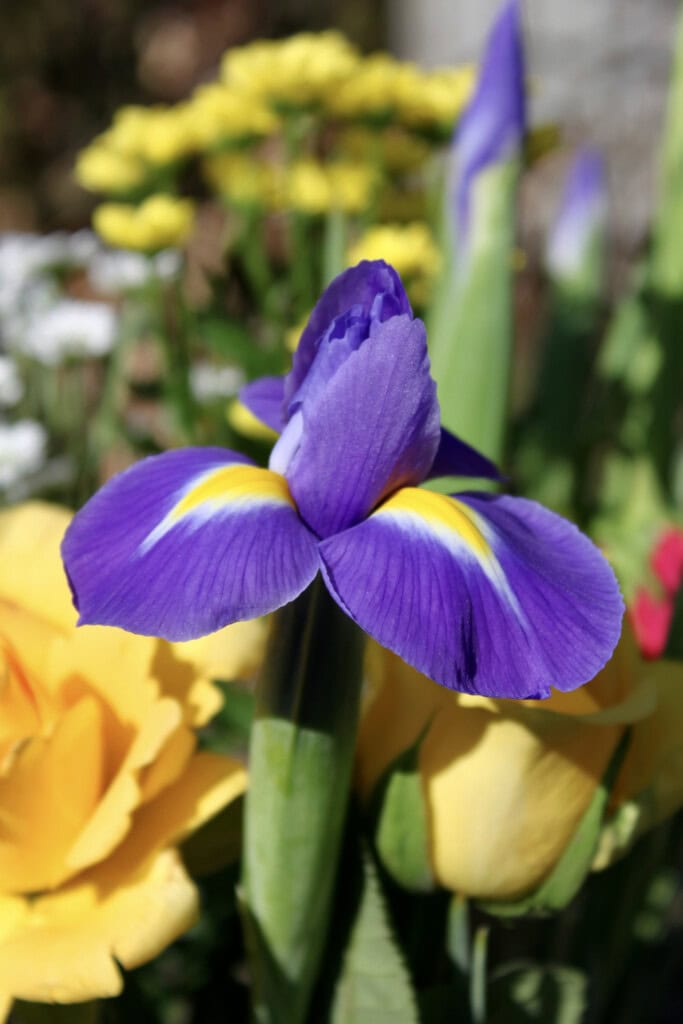 Iris