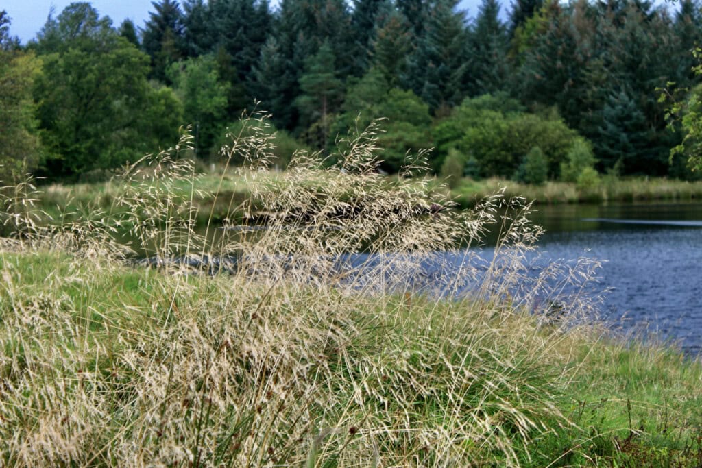 Dry grass