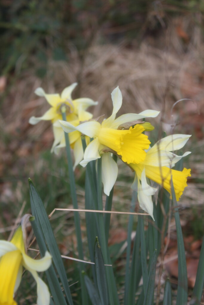 Daffodils