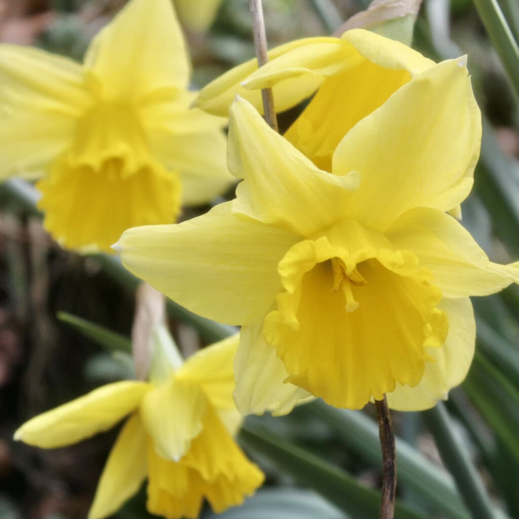 Daffodils