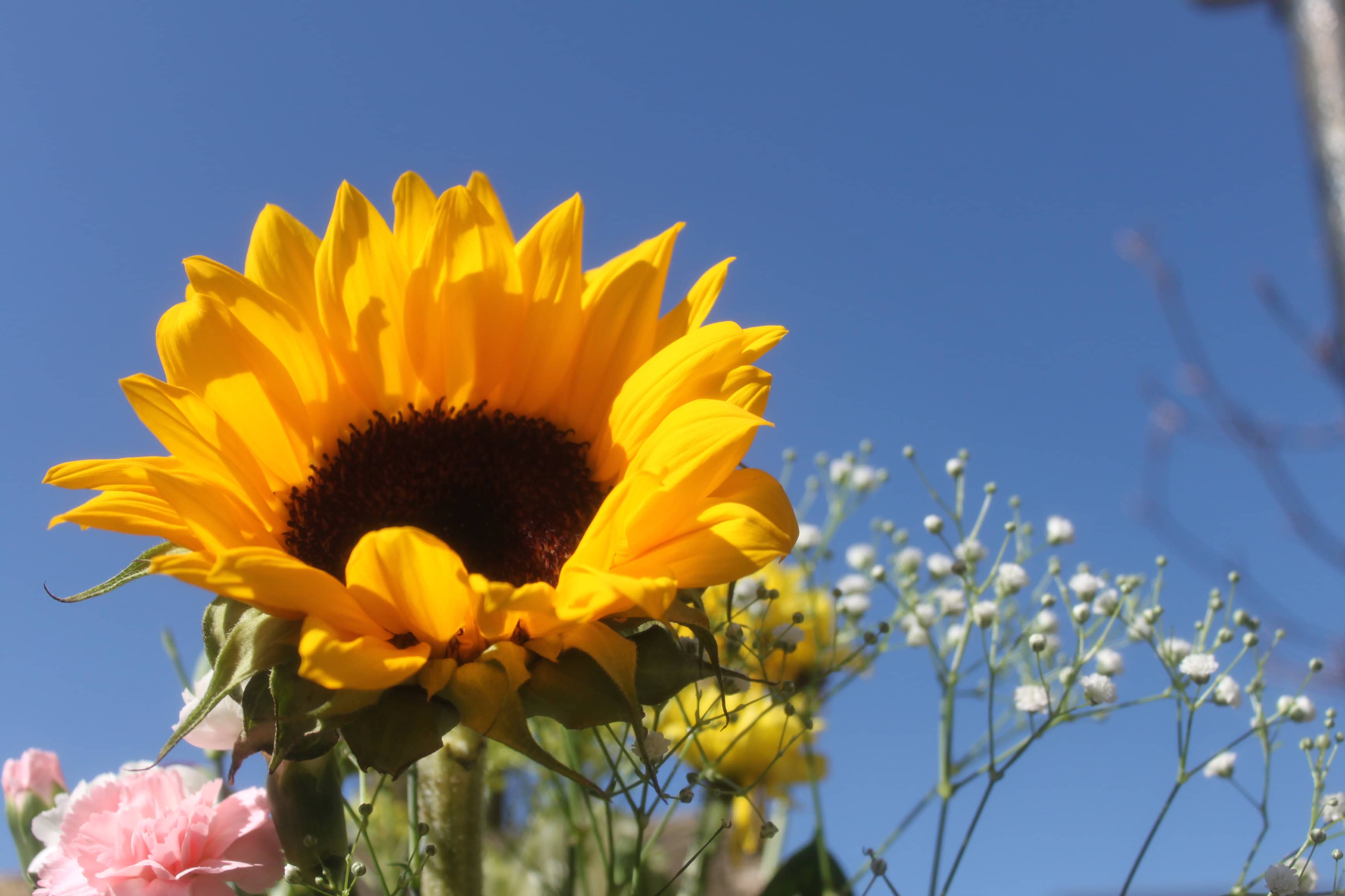 Sunflower — FOTD Apr 16