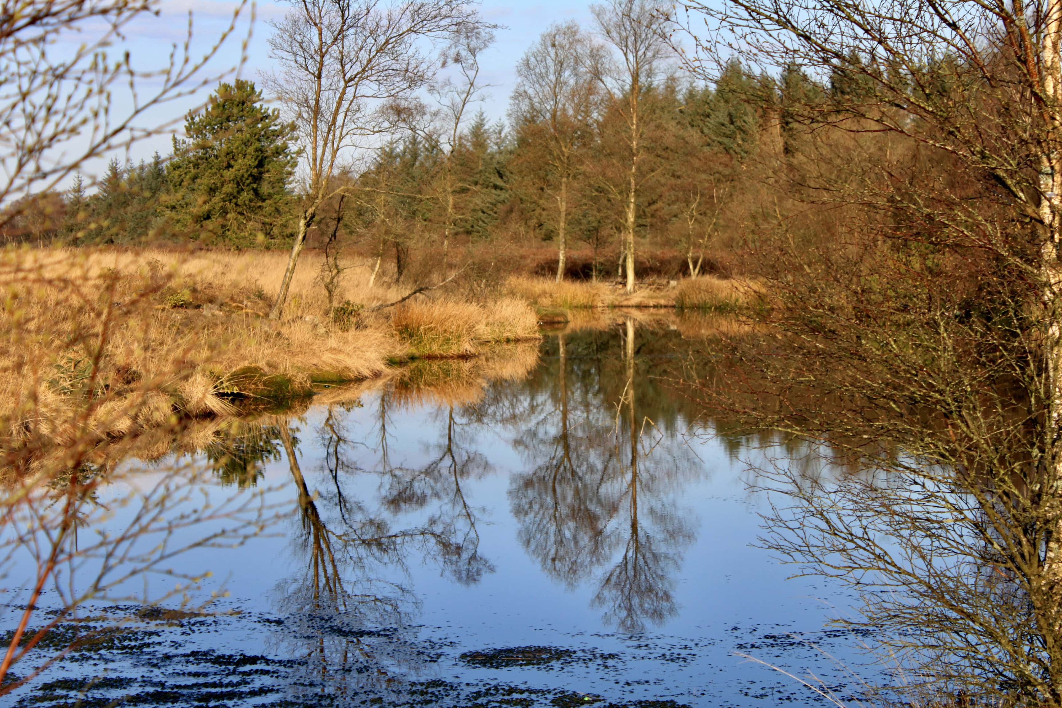 Reflections #12 — Water Water Everywhere #86 and Lens-Artists #155/SquareTrees
