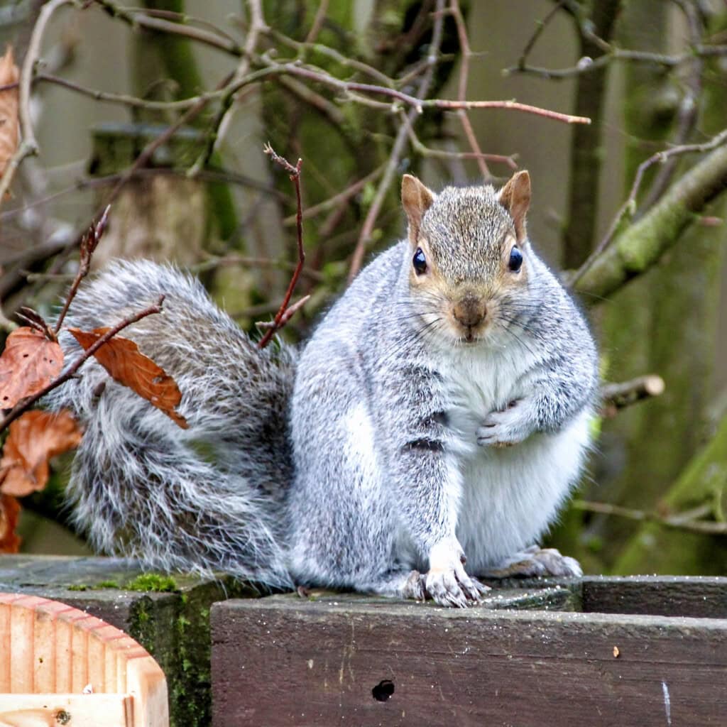 Skwurrel