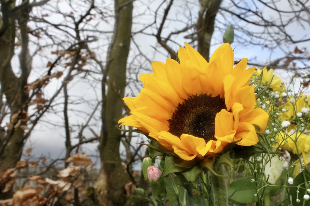 Sunflower — FOTD Apr 11