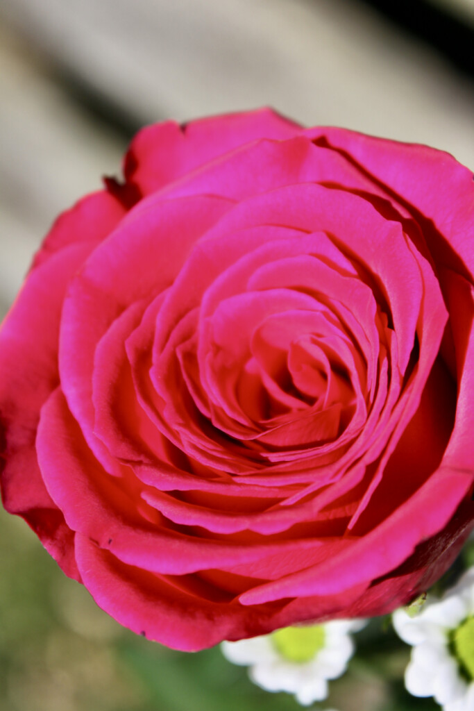 Red rose