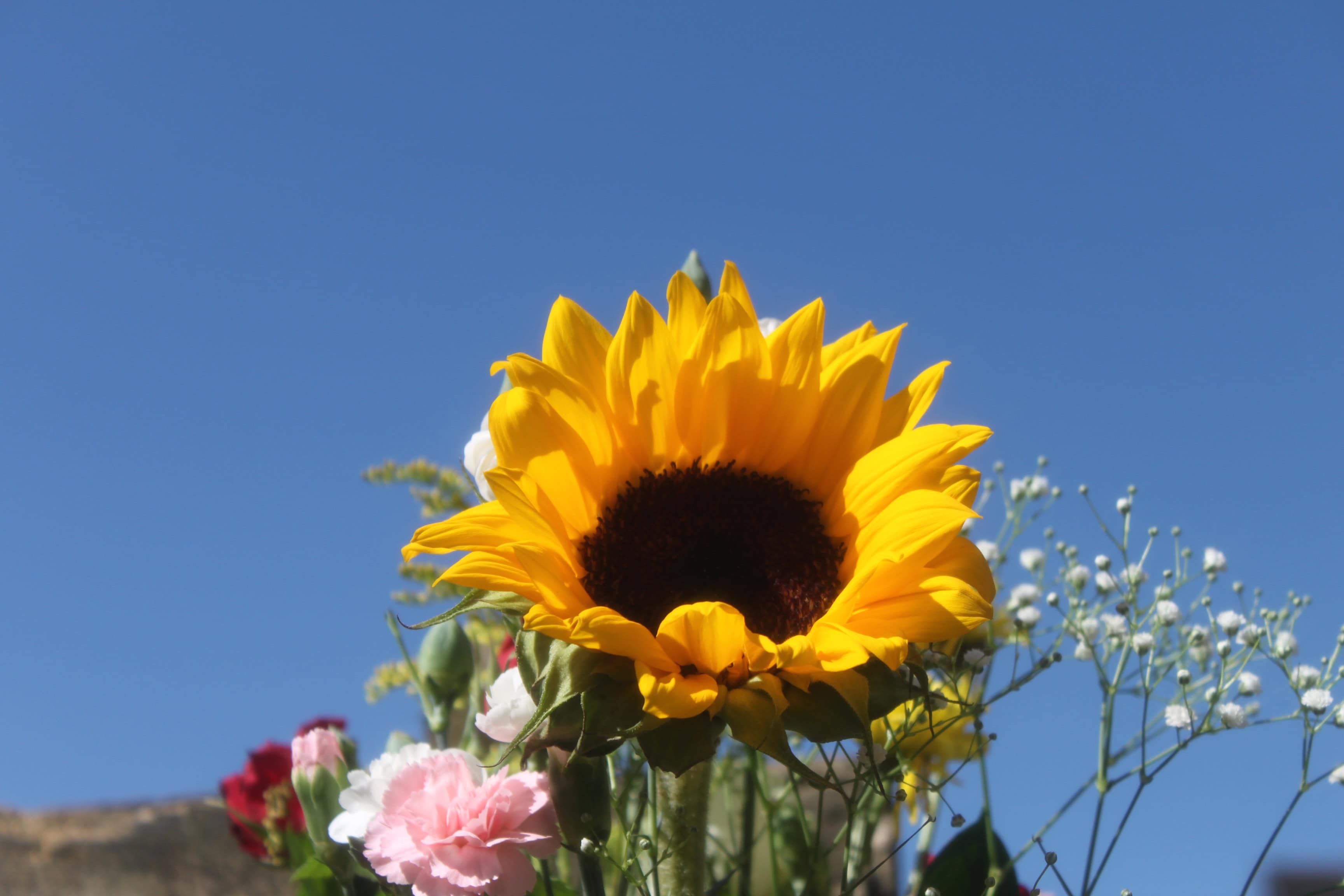 Sunflower — Bright Squares Apr 20