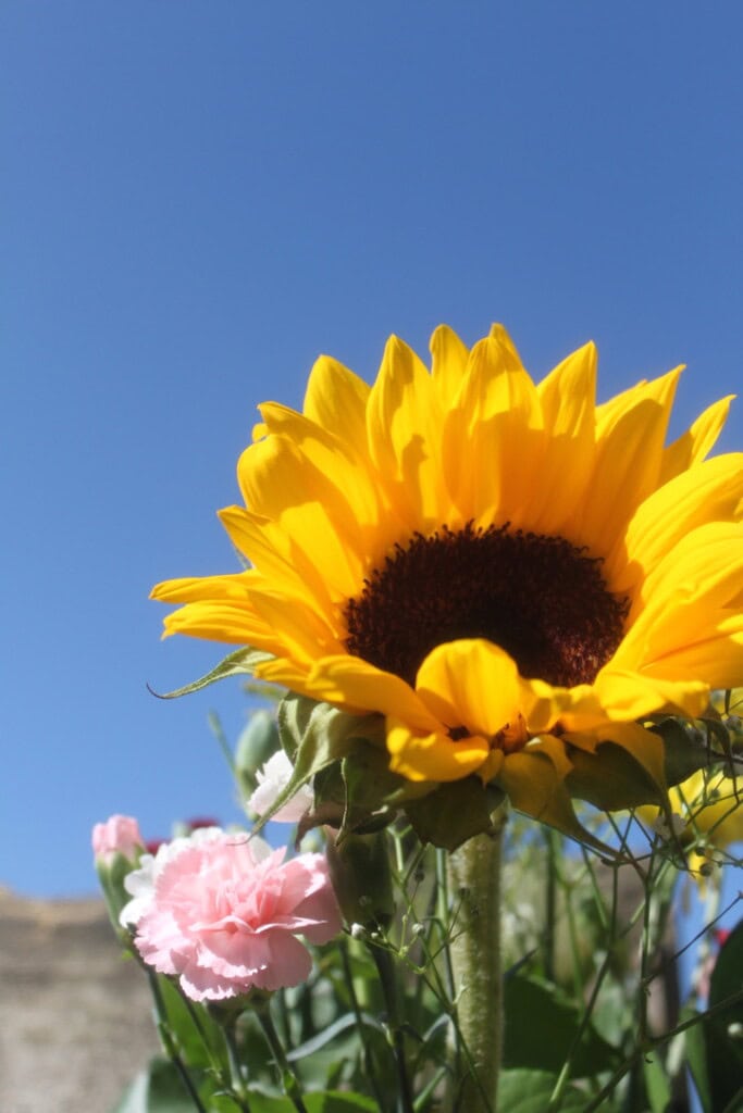Sunflower