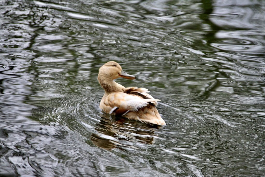 Pale brown mallard