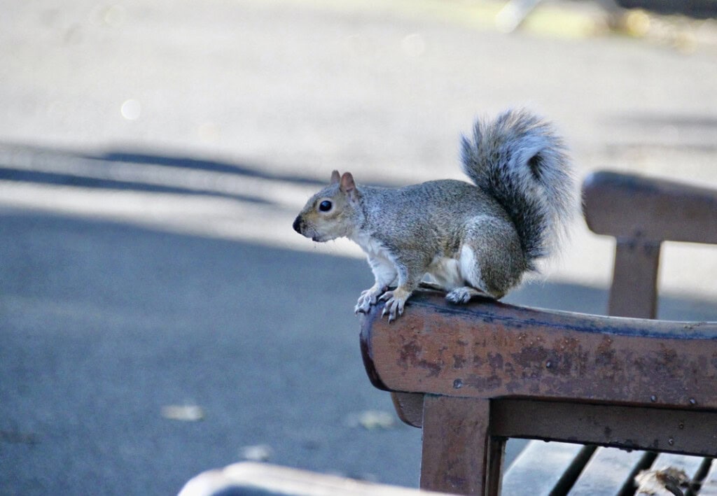 Squirrel in Glasgow Botanic Gardens