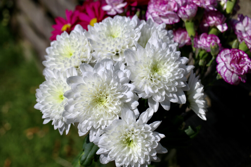 White chrysanths