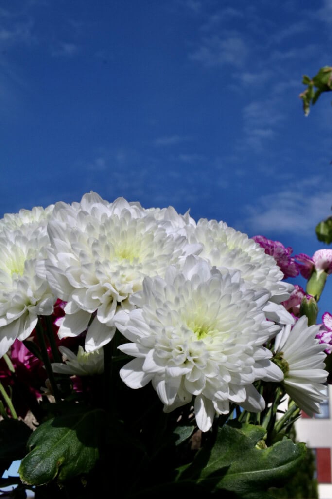 White chrysanths