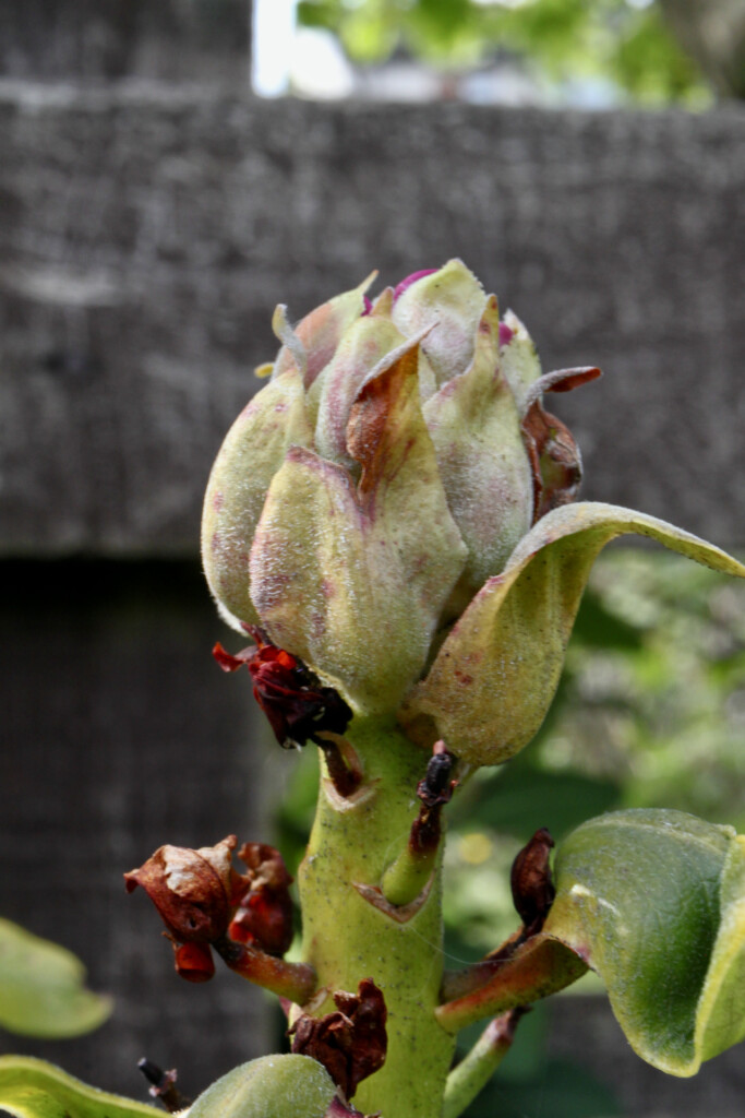 Rhodie bud