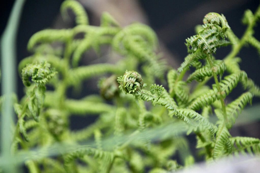 Unfurling ferns at the Forth & Clyde Canal