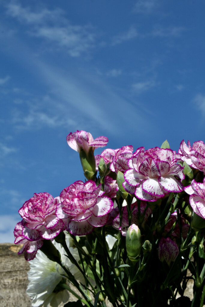 Carnations