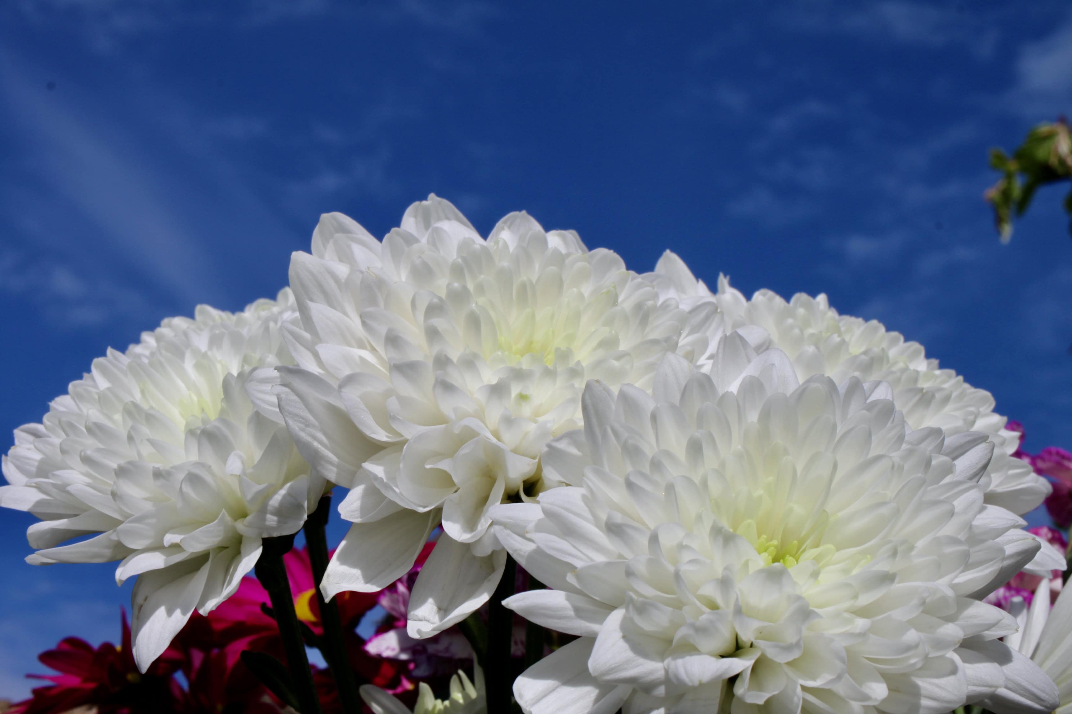 White Chrysanths — FOTD May 25
