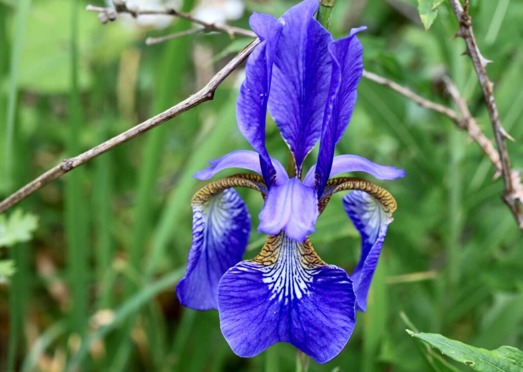 Blue iris