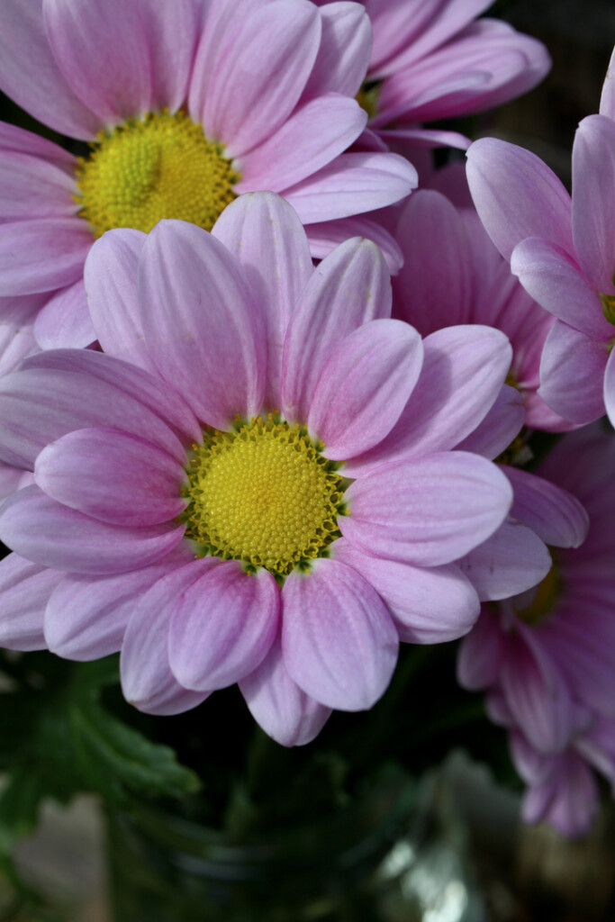 Pale pink chrysanth