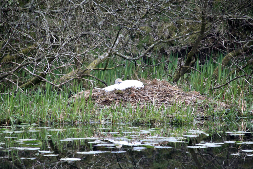 Sleeping swan