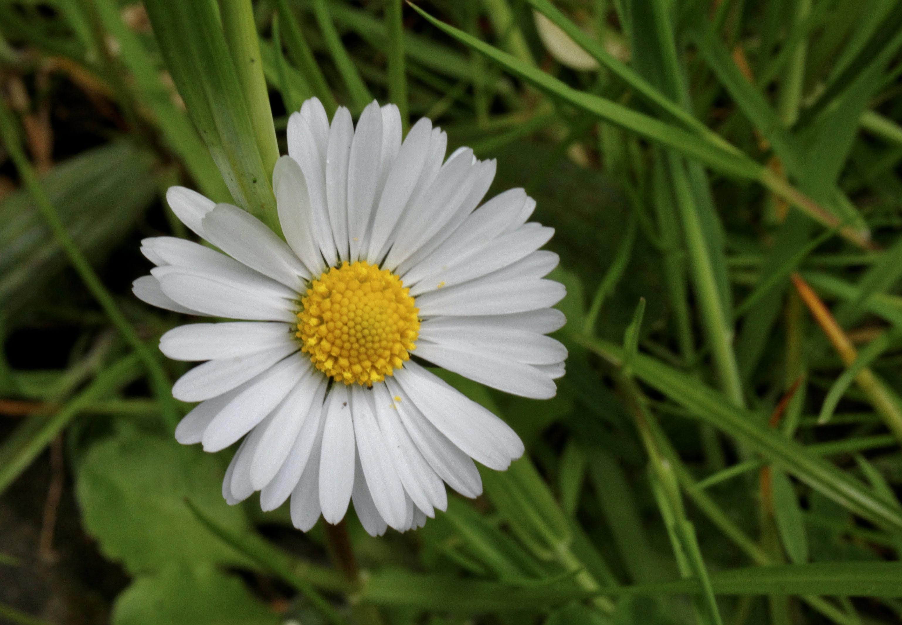 Daisy — FOTD May 31
