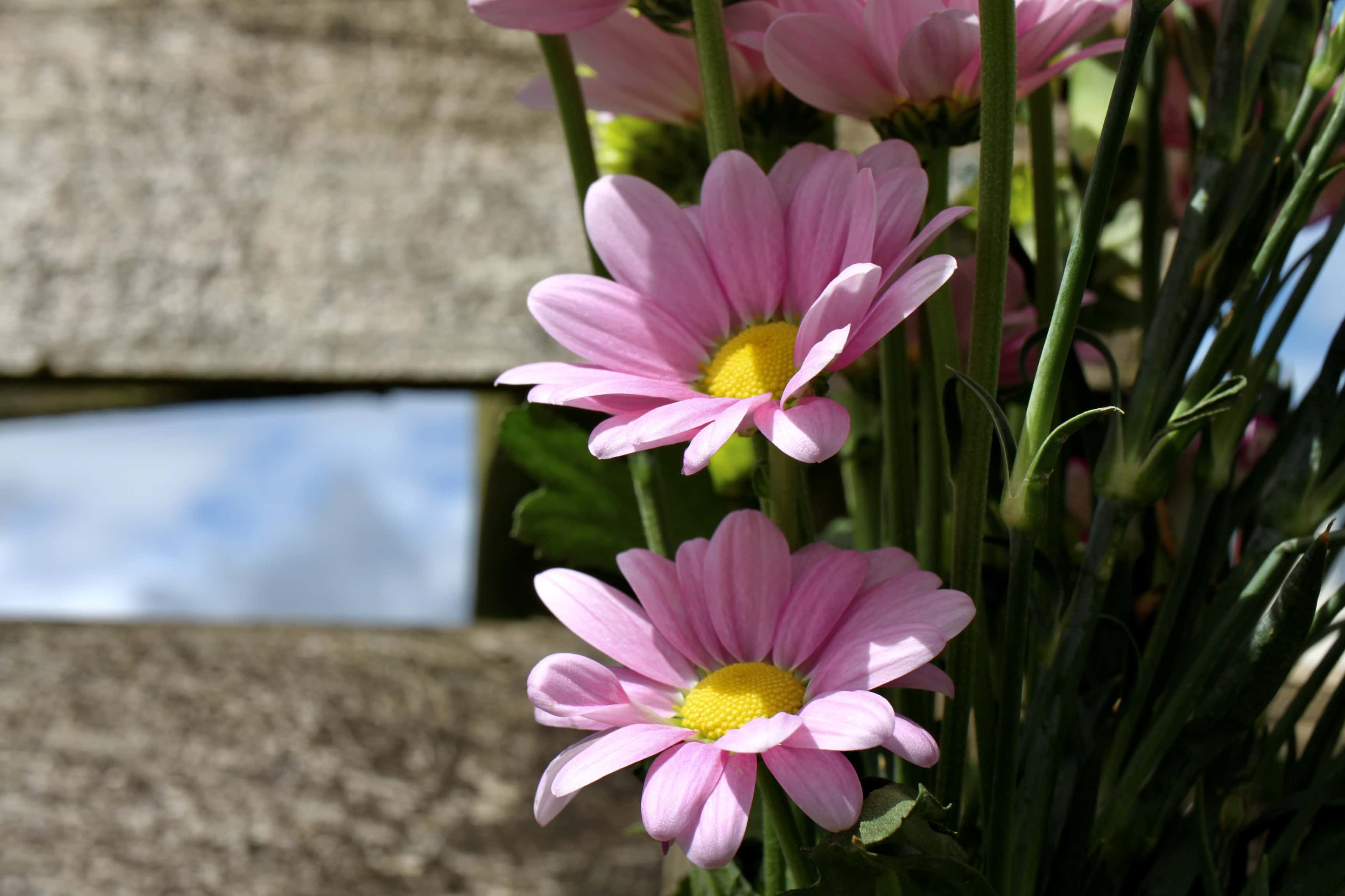 Pink Chrysanths — FOTD May 17