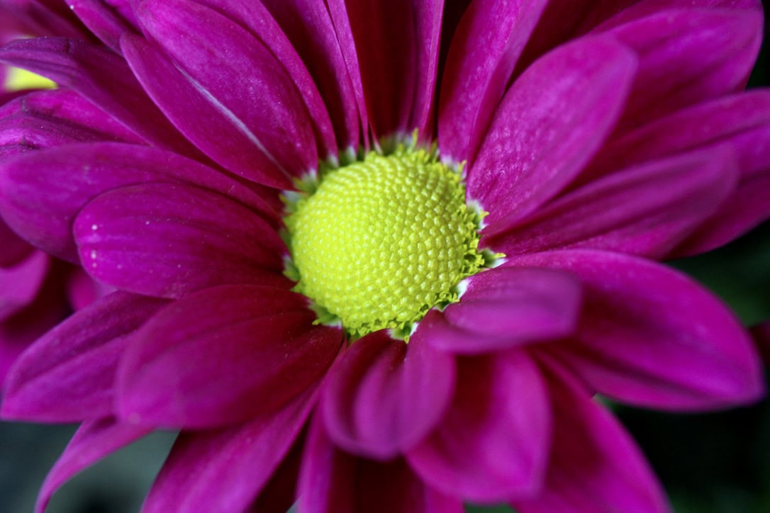 Carnations and Chrysanths — CMMC