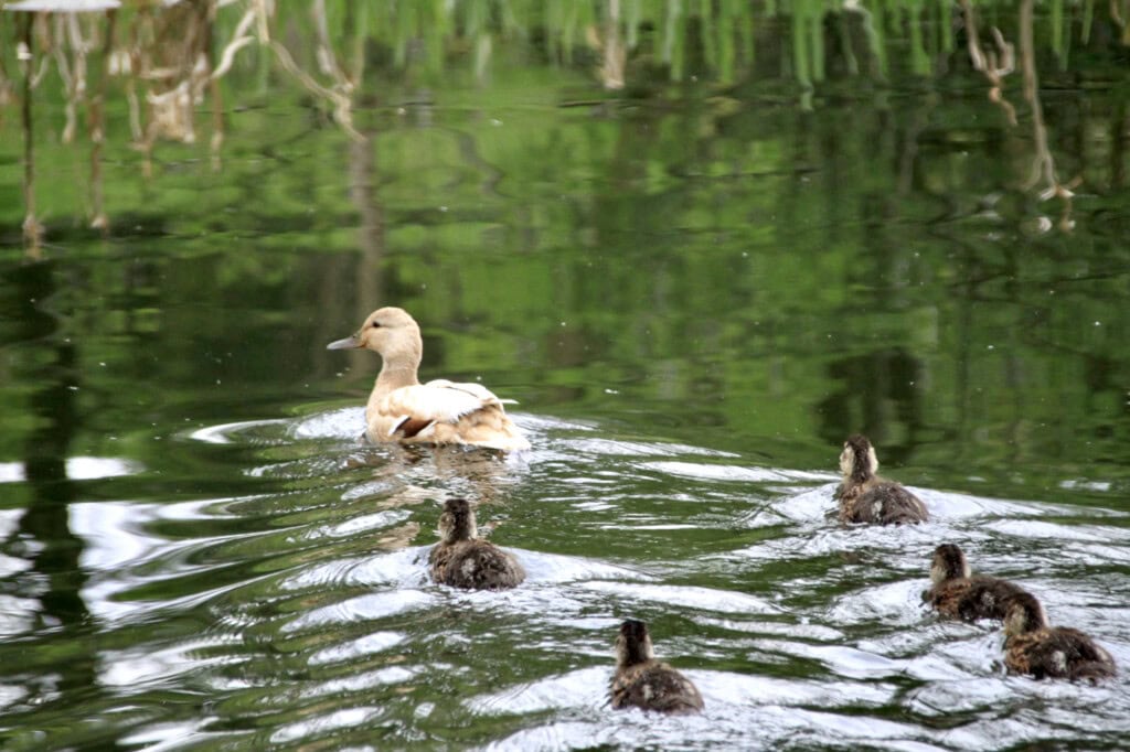 Mallard & ducklings