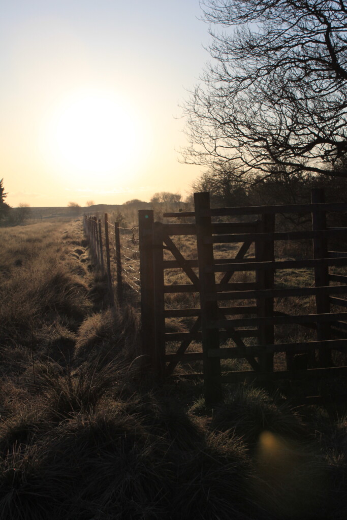 Sunlit landscape