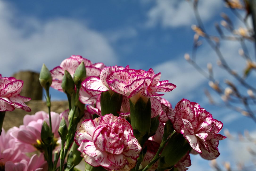 Carnations — FOTD May 21