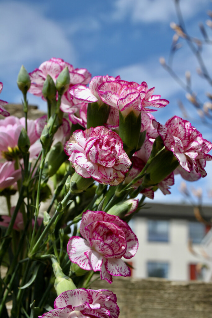 Carnations